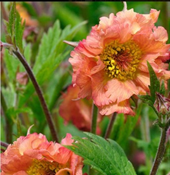 Bitene ‘Mai Tai’ / geum coccineum /